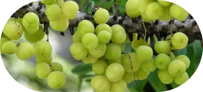 Abhrak