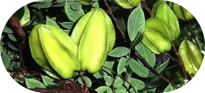 Terminalia