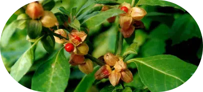 Brahmi