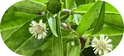 Brahmi