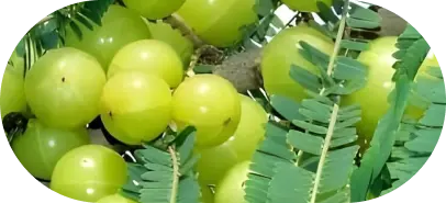 Bhumi