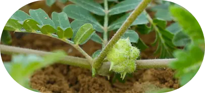 Pashanbhed