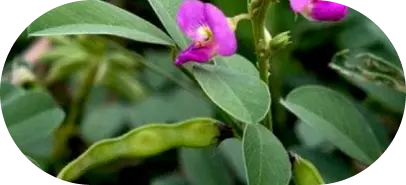 Scharpunkha