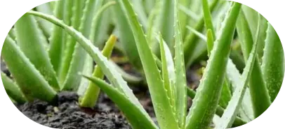 Aloe